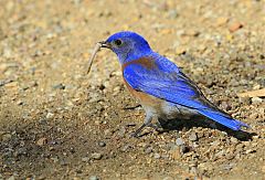 Western Bluebird